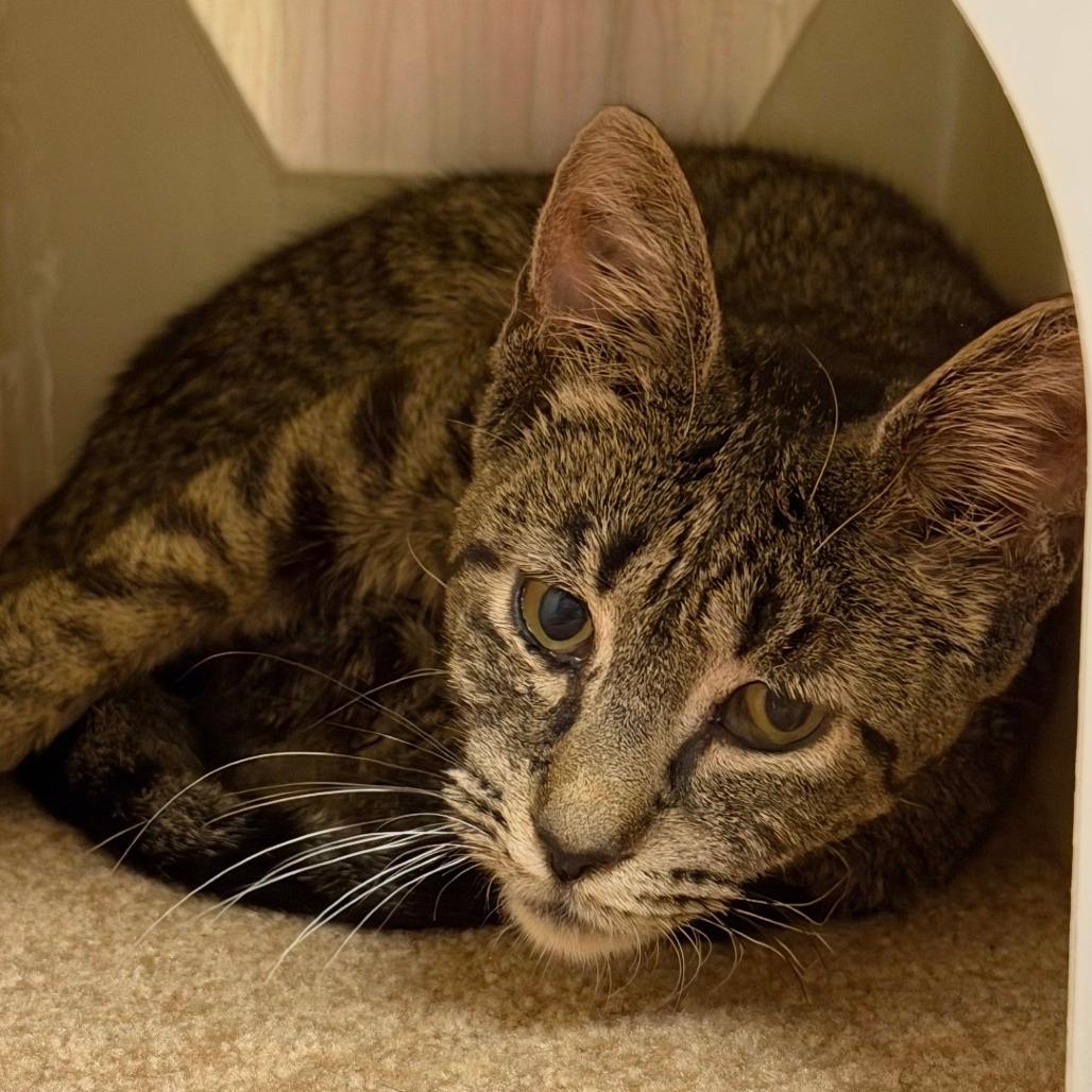 Phyllis