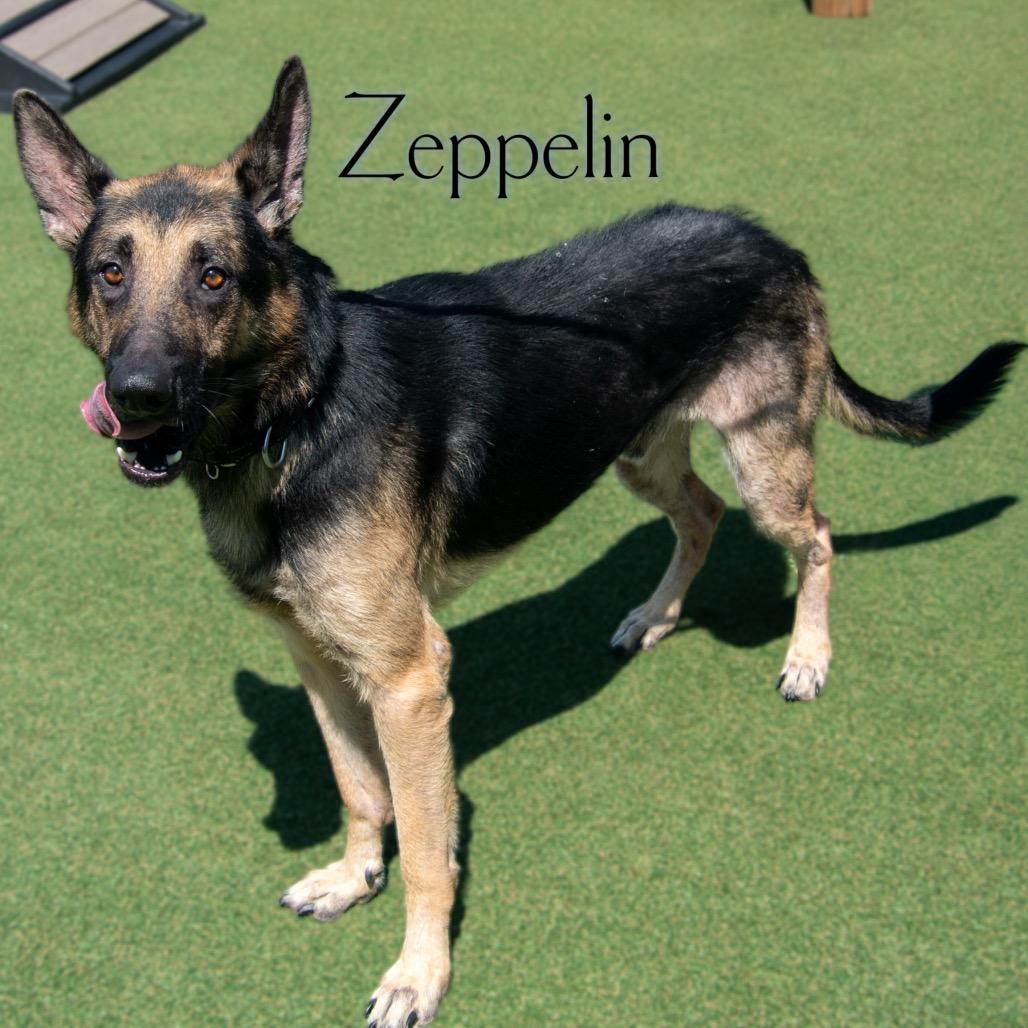 Zeppelin