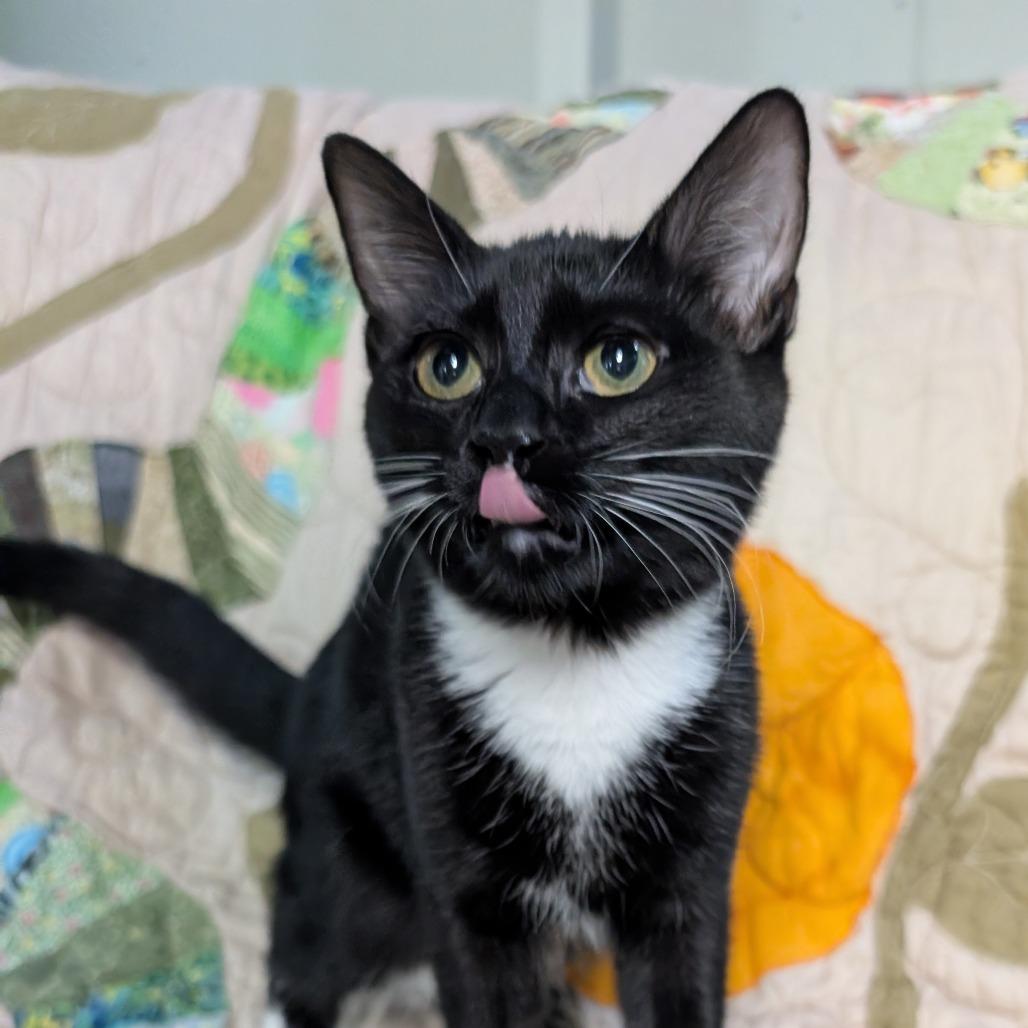 Licorice