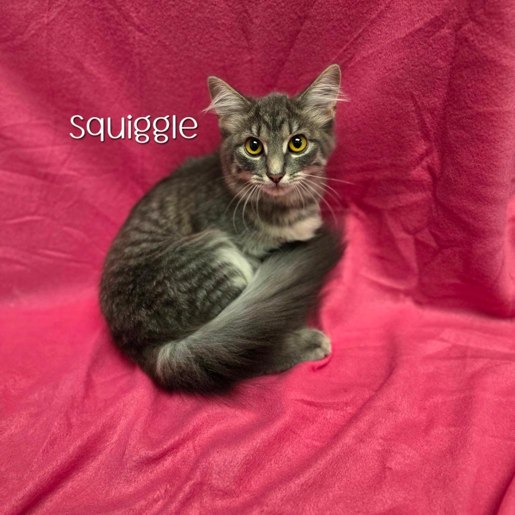 Squiggle