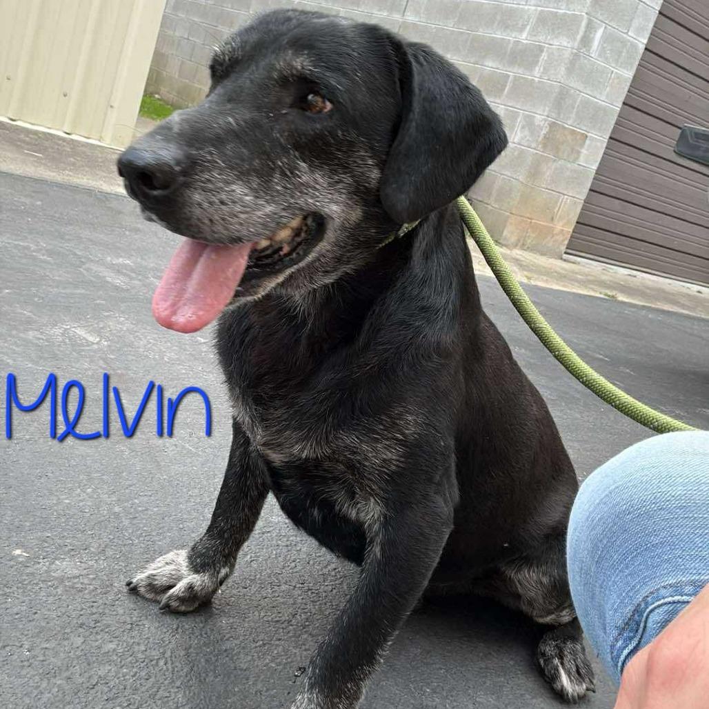 Melvin 
