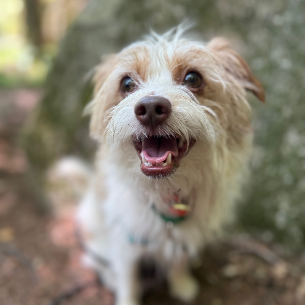 Gizmo