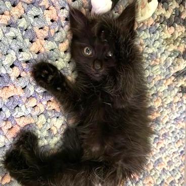 Maggie