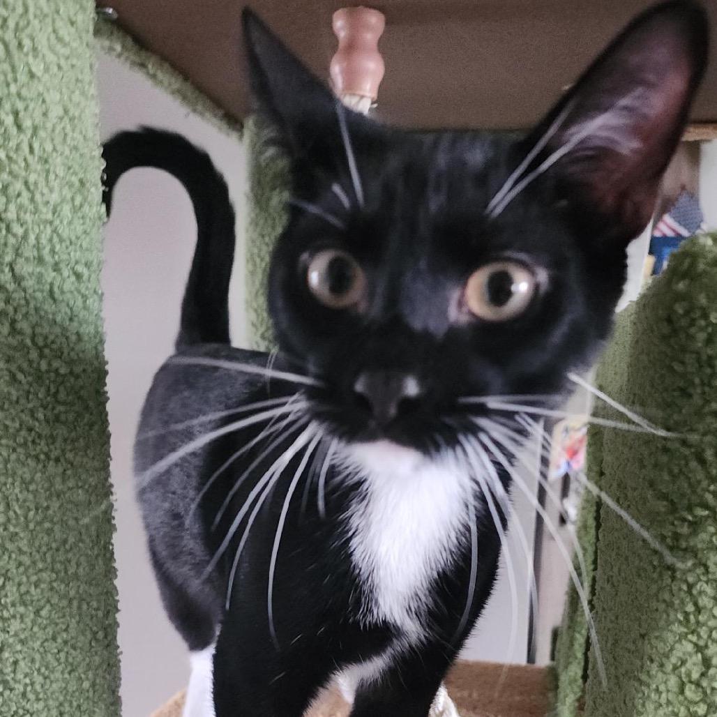 ONYX (Bonded w/Salem)