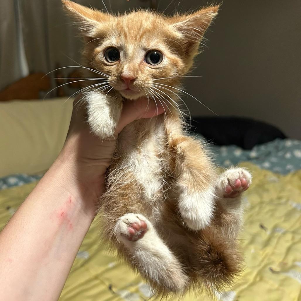 Pip