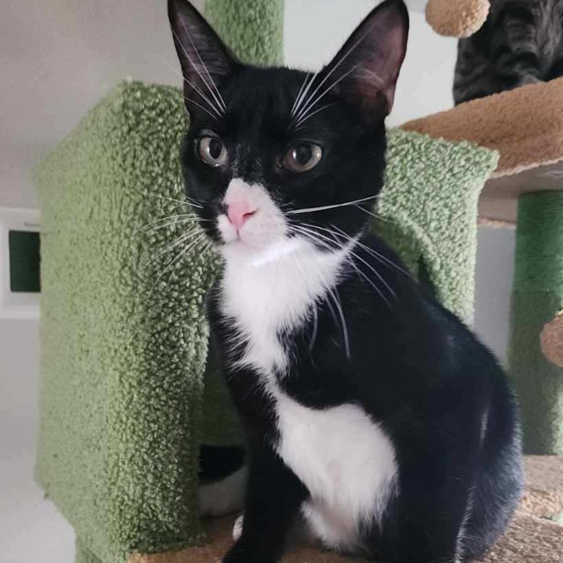 SALEM (Bonded w/Onyx)