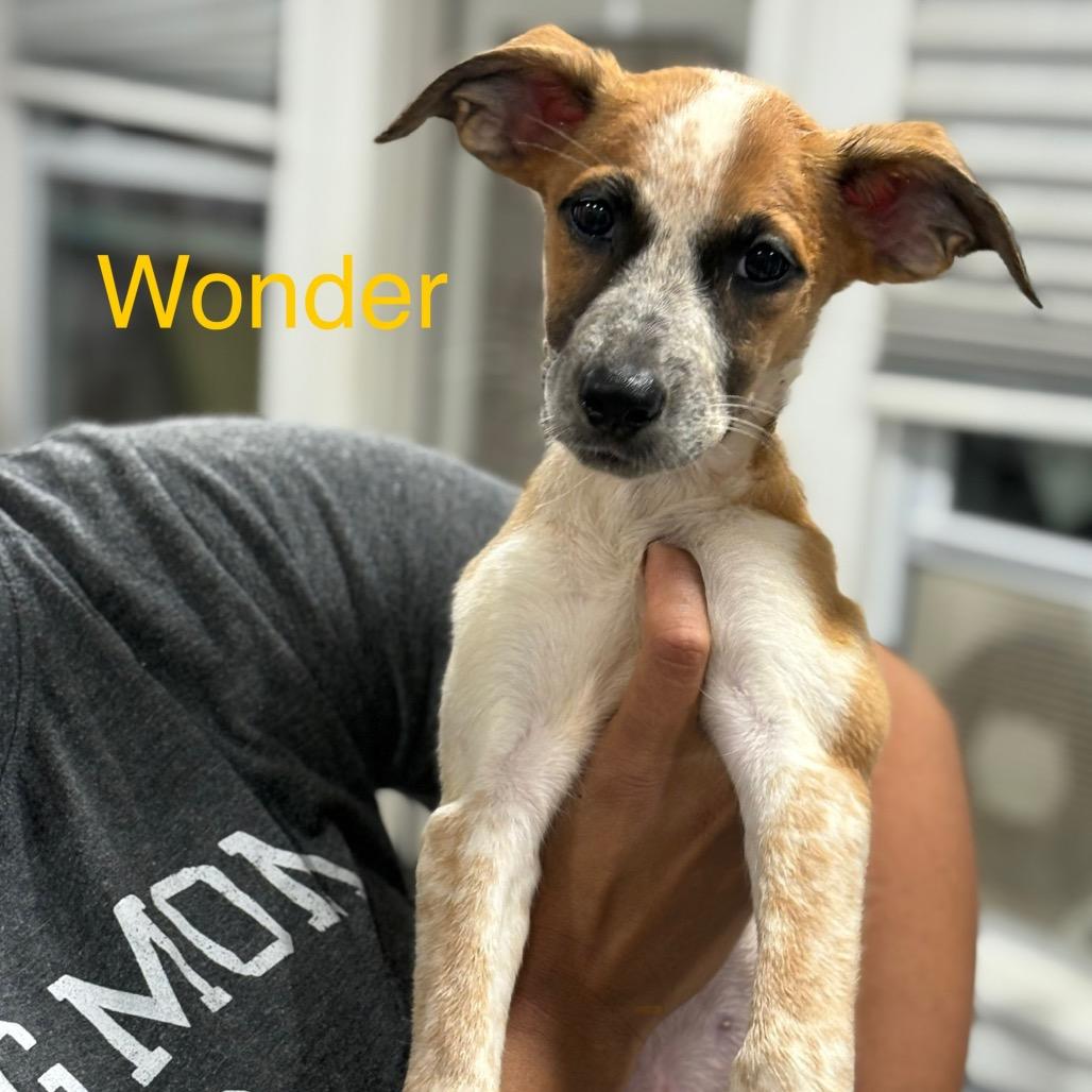 Wonder