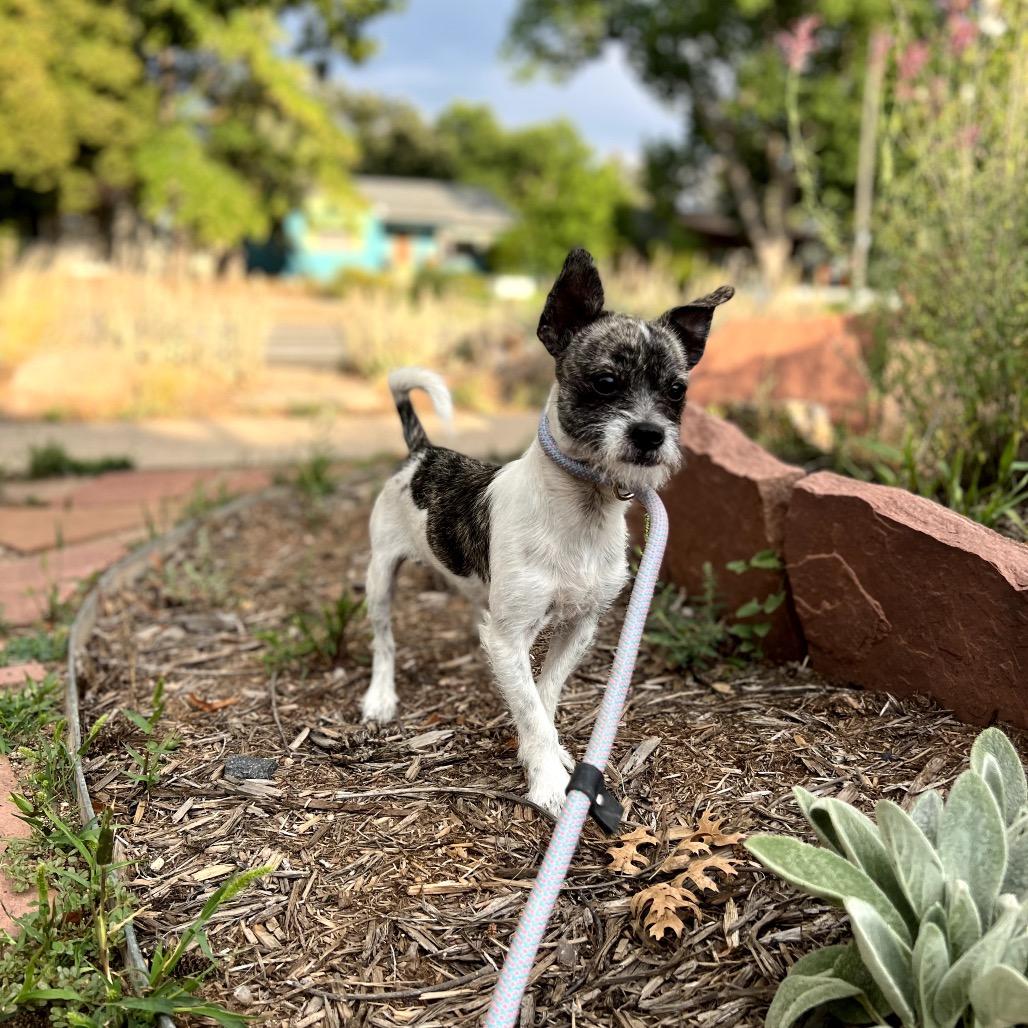 Taquito