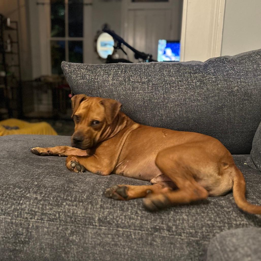 Boxer Rhodesian Mix