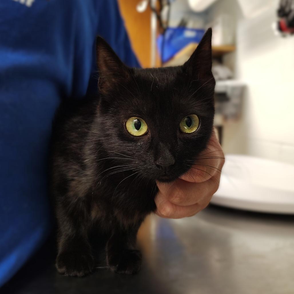 Elvira