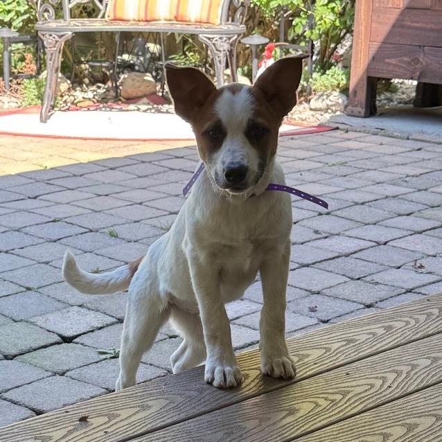 NY Argentina (Foster in Yorktown Heights NY)