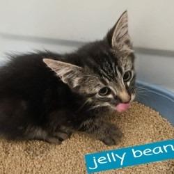 Jelly Bean