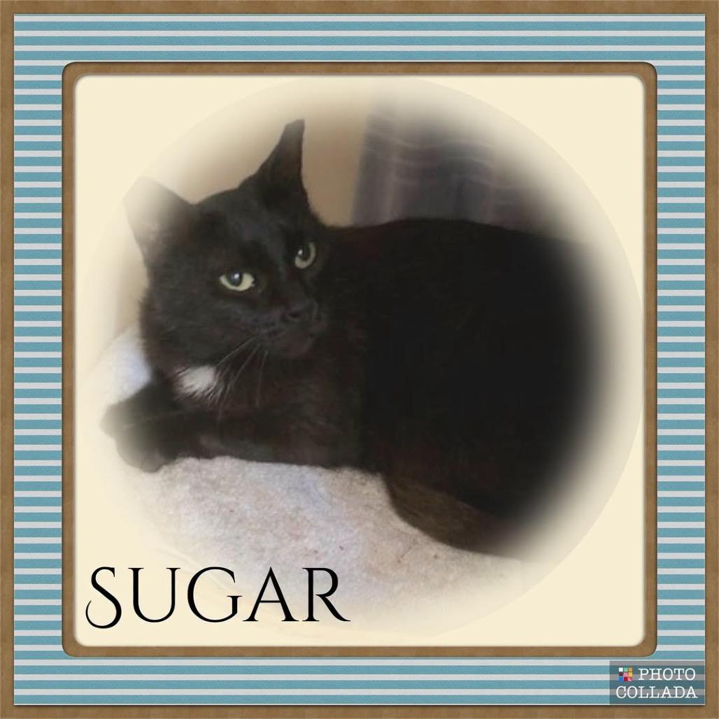 Sugar