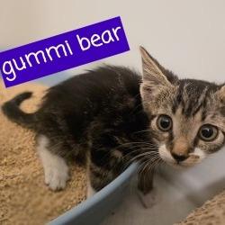 Gummi Bear