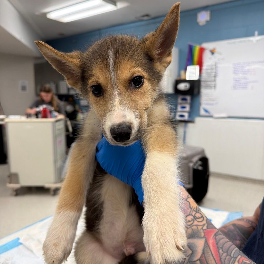 Archie