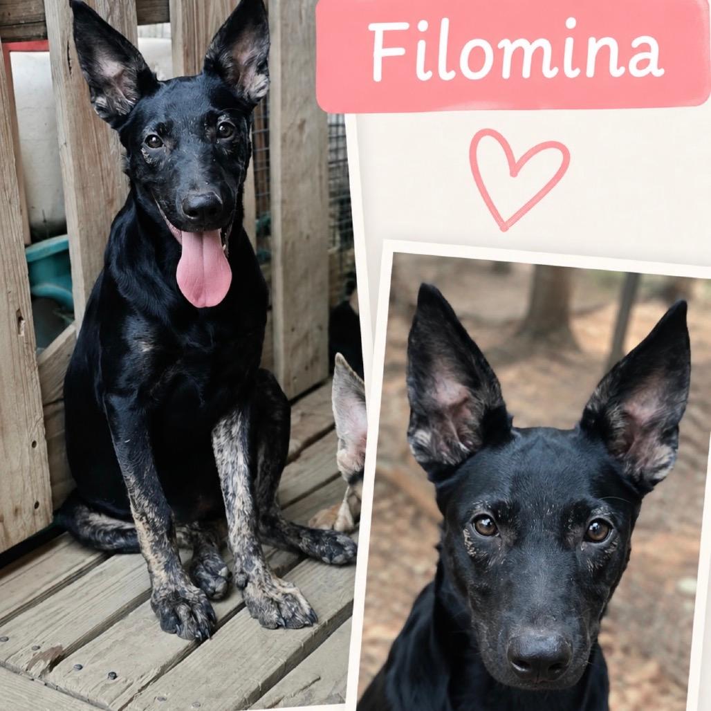 Filomina