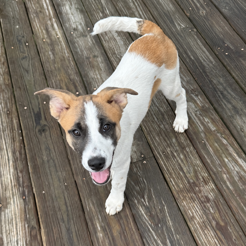 NY Brazil (Foster in Carmel NY)