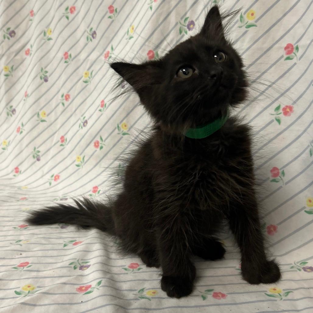 Yin Snuggle (green collar)