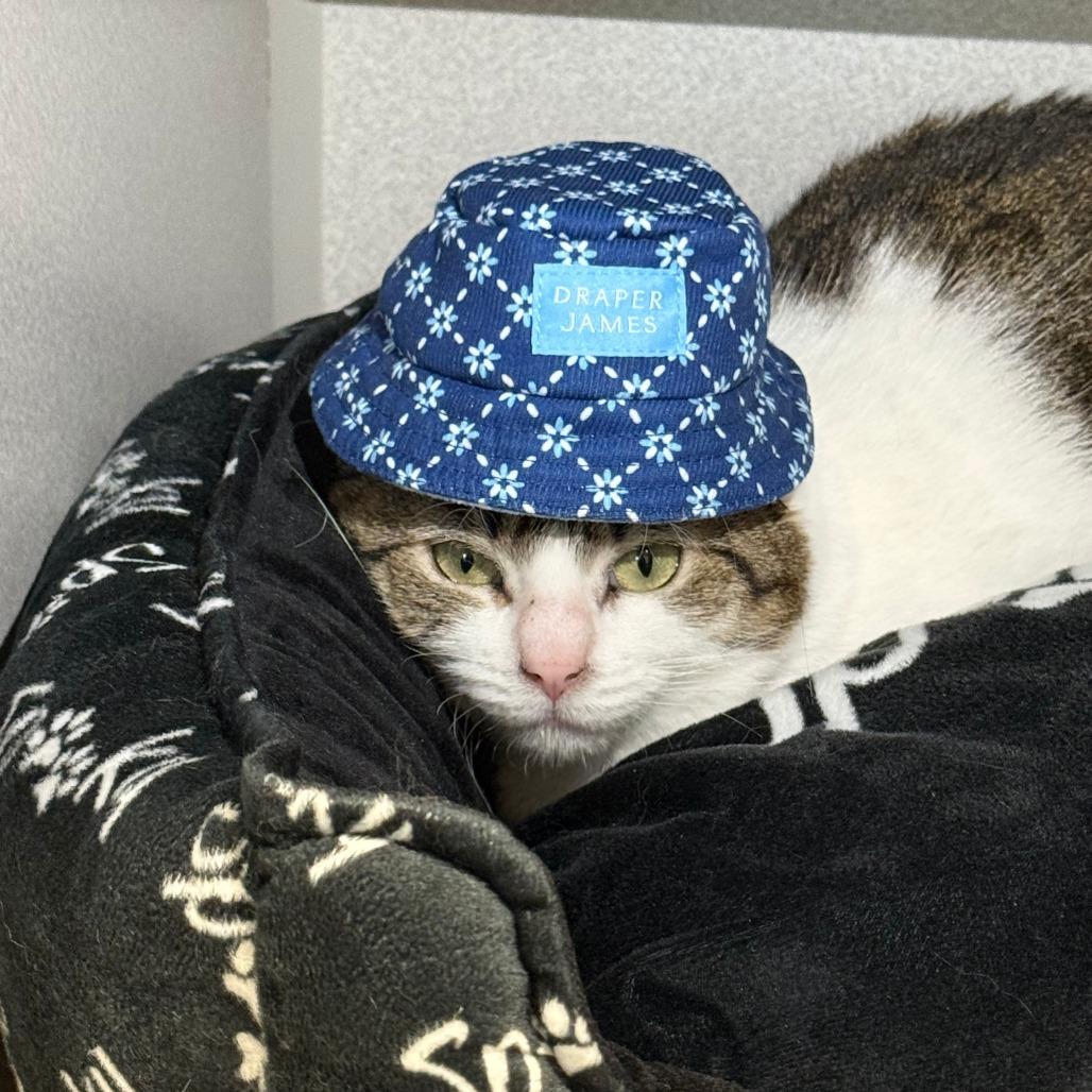 Lu
