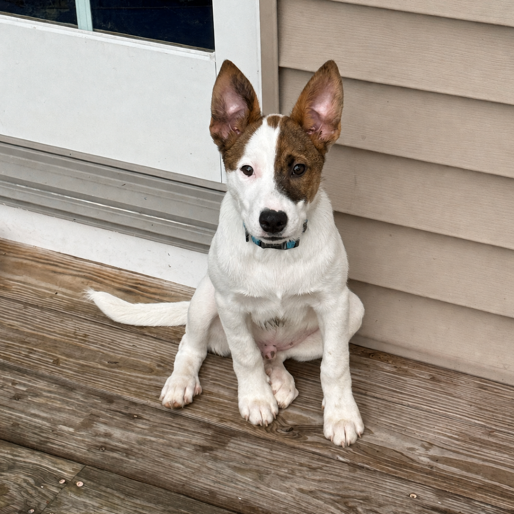 NY Venezuela (Foster in Carmel NY)