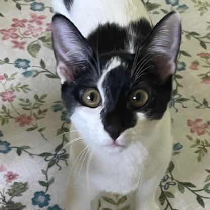 Salvatore