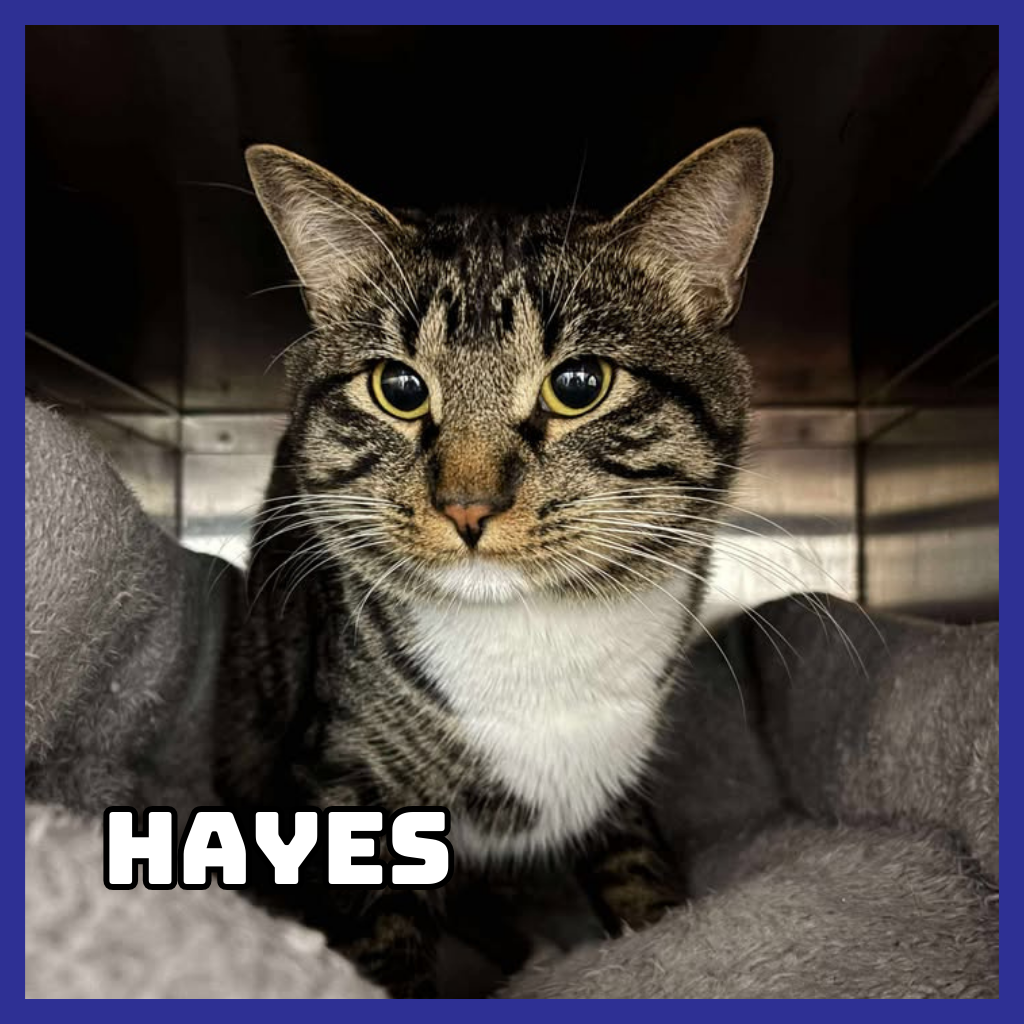 Hayes (Bonded to Furcules)
