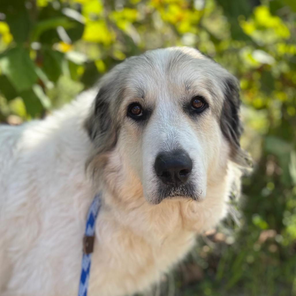Lulu