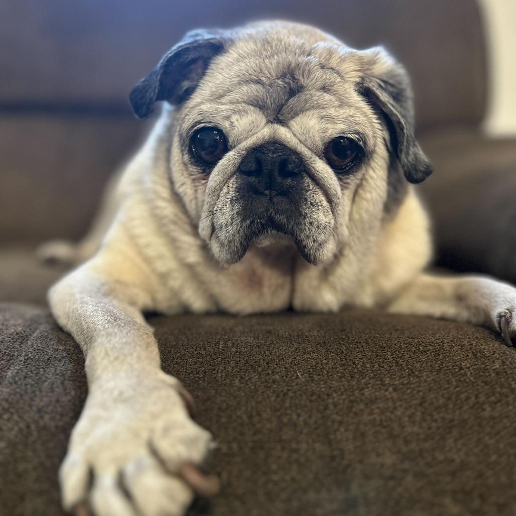 Mr Pickles