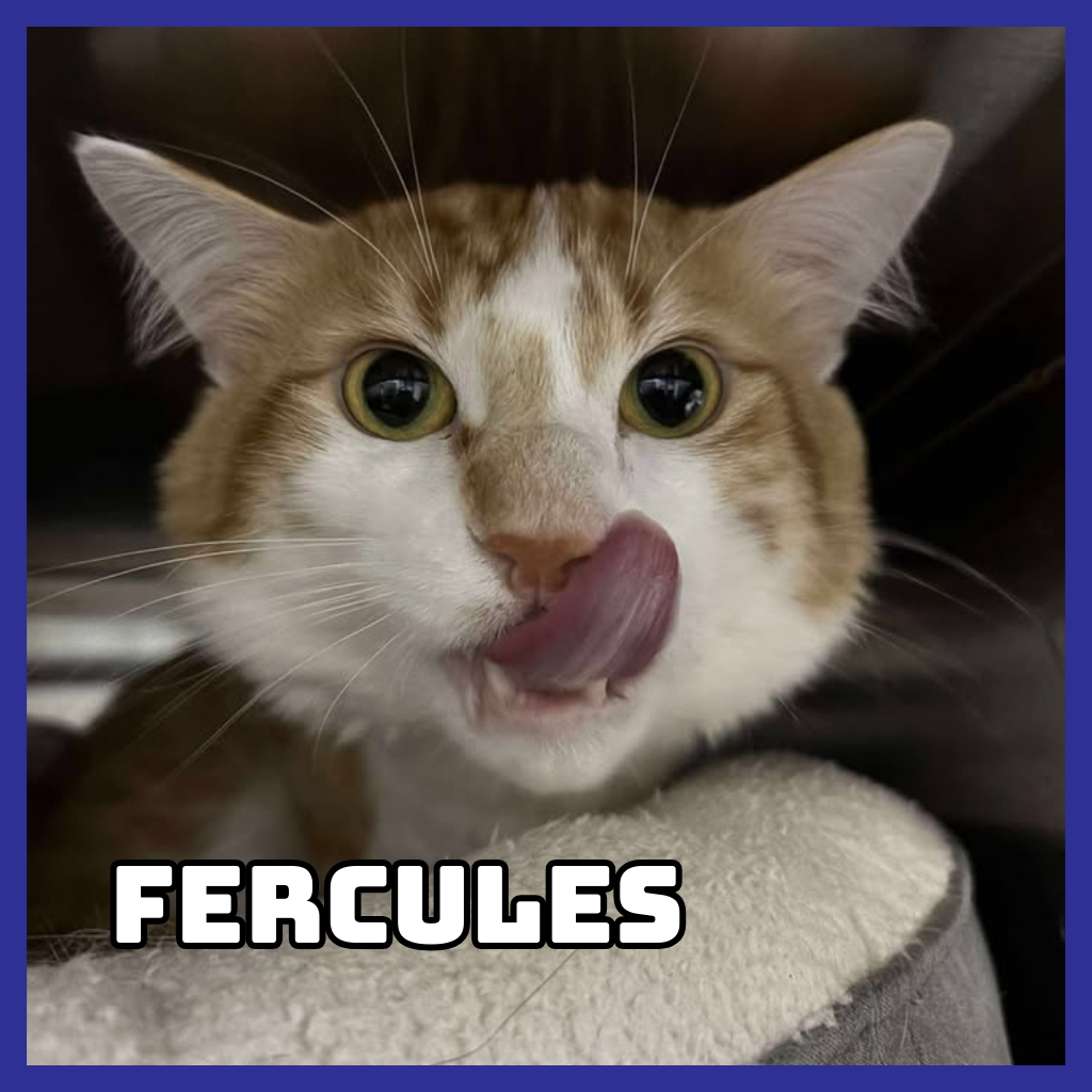 Furcules (Bonded to Hayes)
