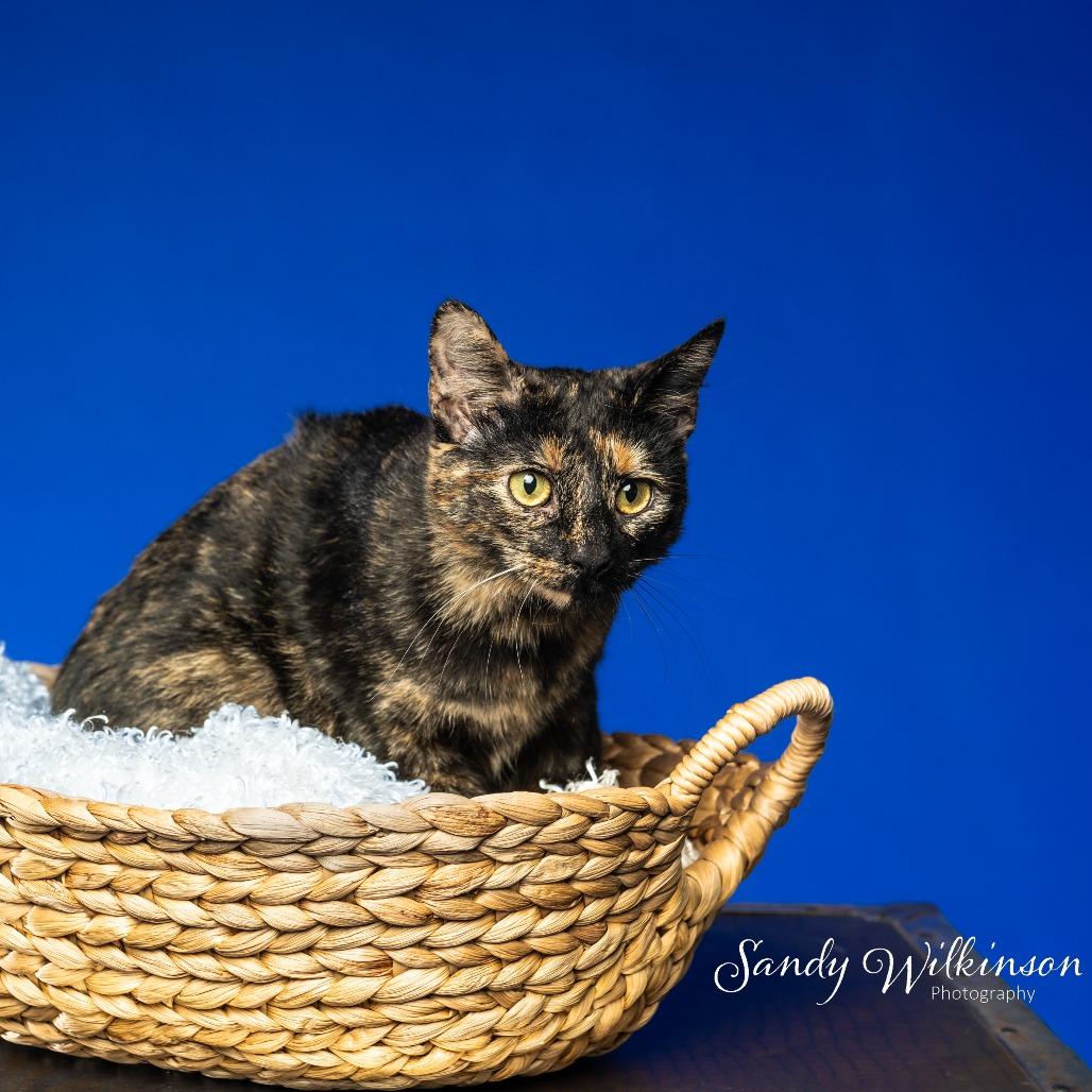 Calypso