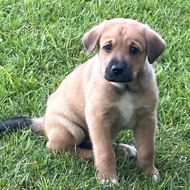 Loki Maple Pup