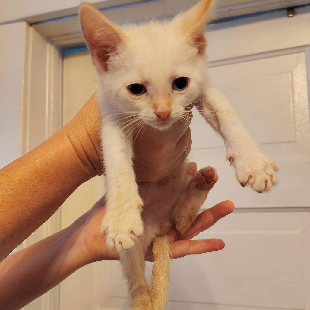 Snowball