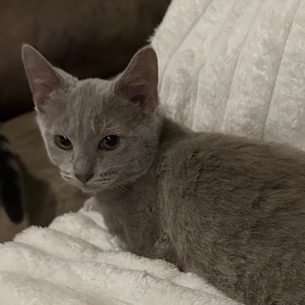 Mila