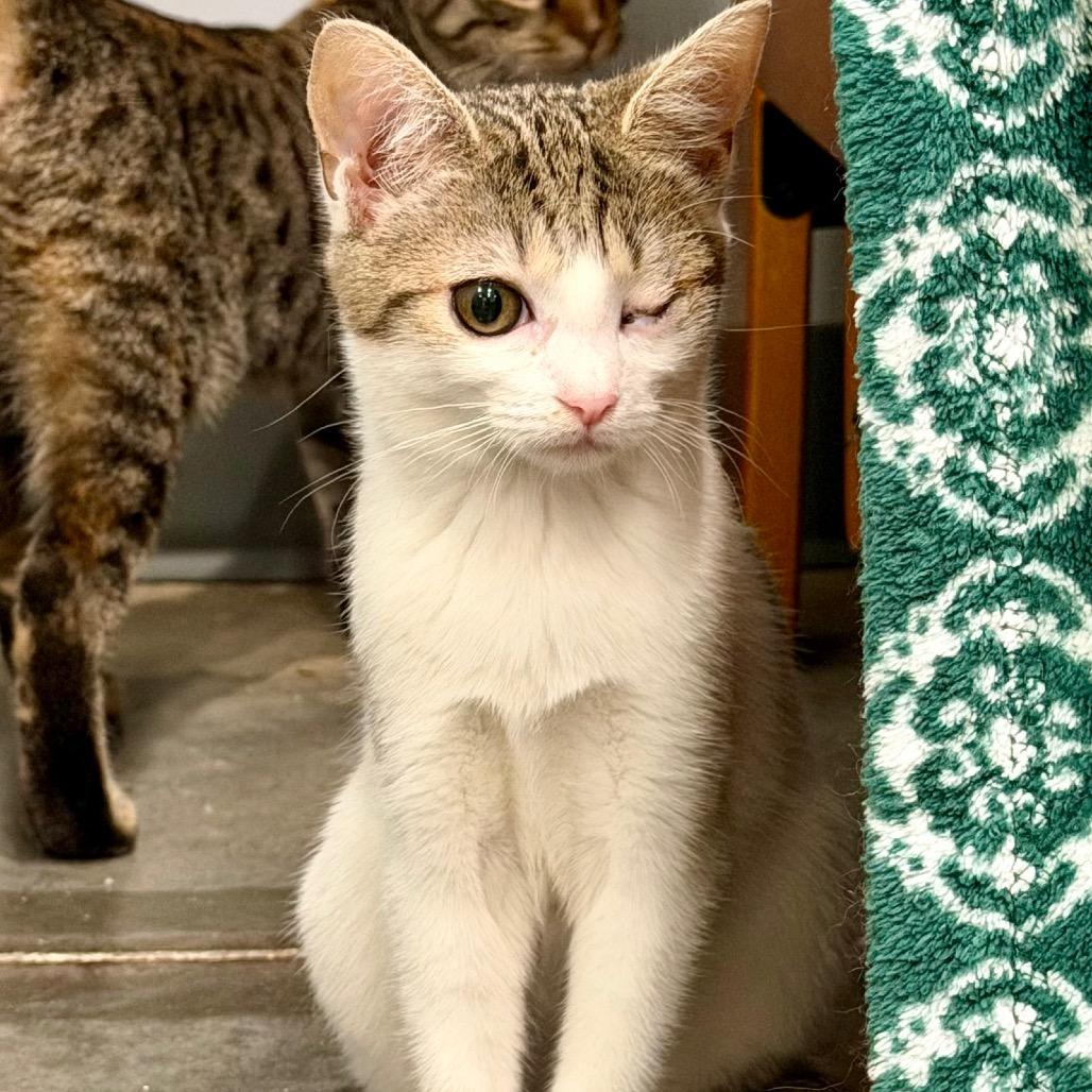 Widget