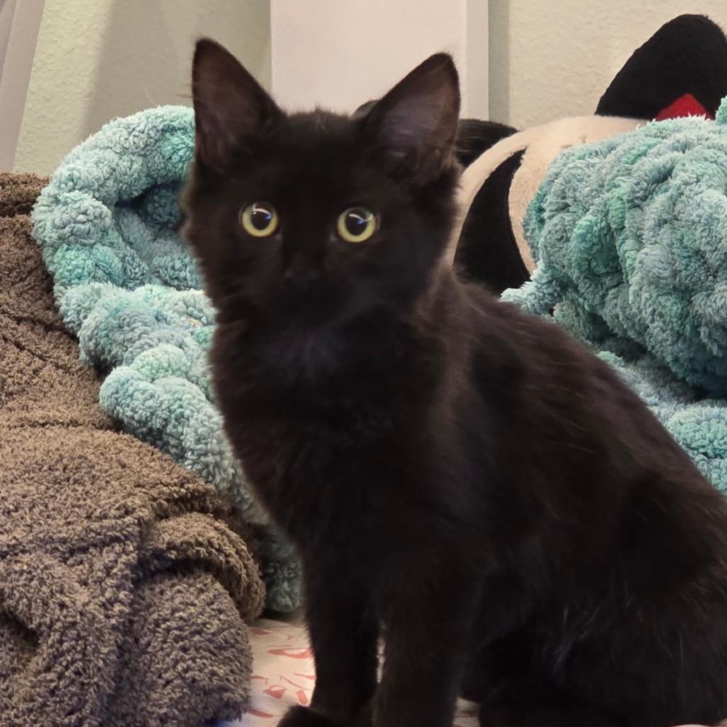 Billy (home adoption)