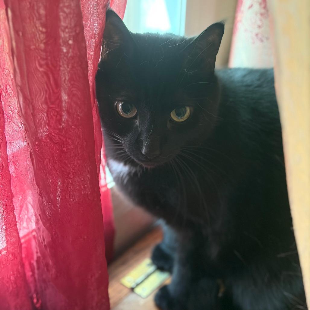 Rascal