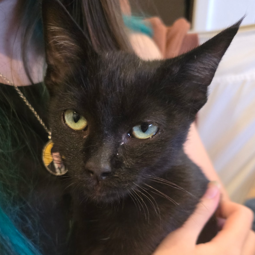 Watt (cat cafe adoption)