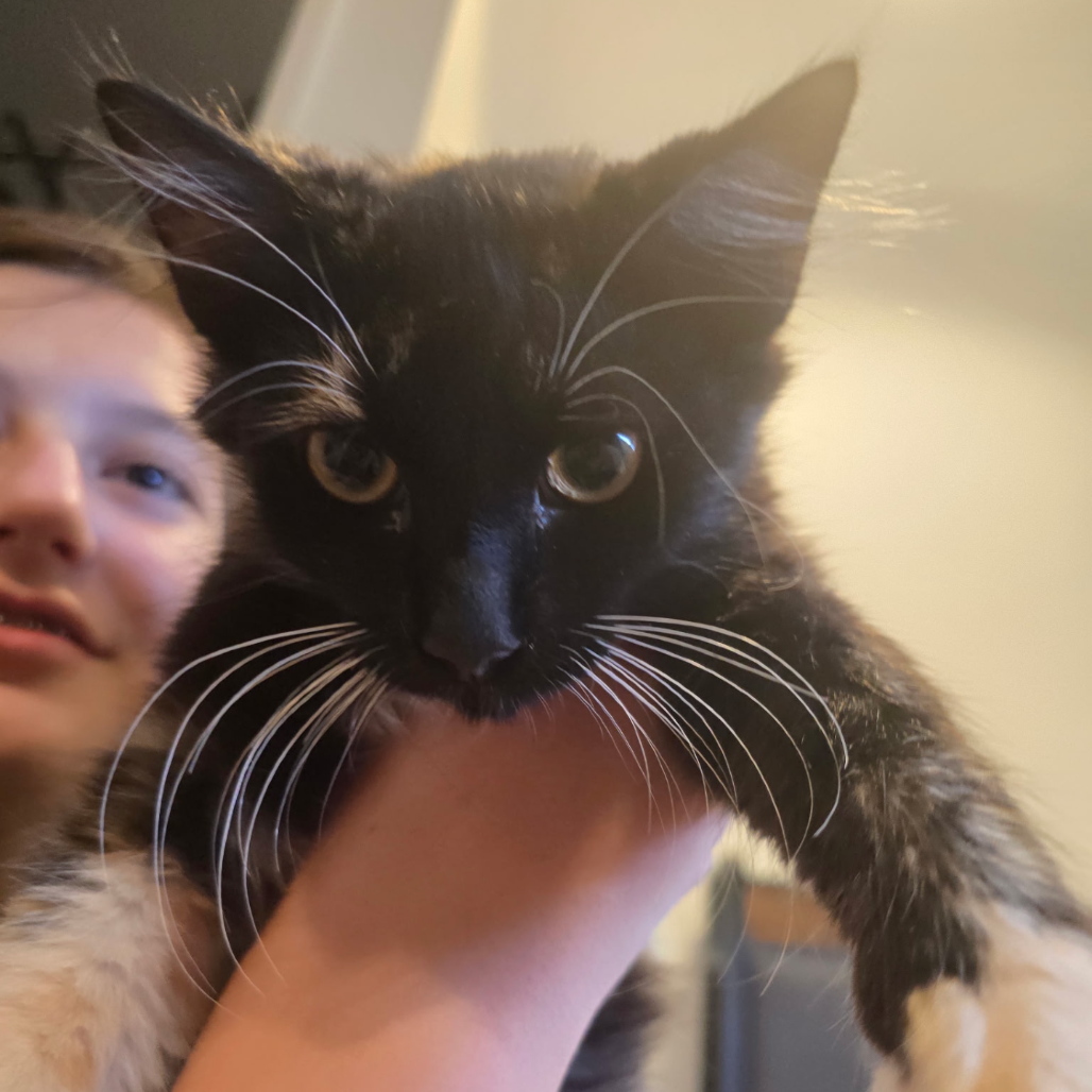 Lumen (home adoption)