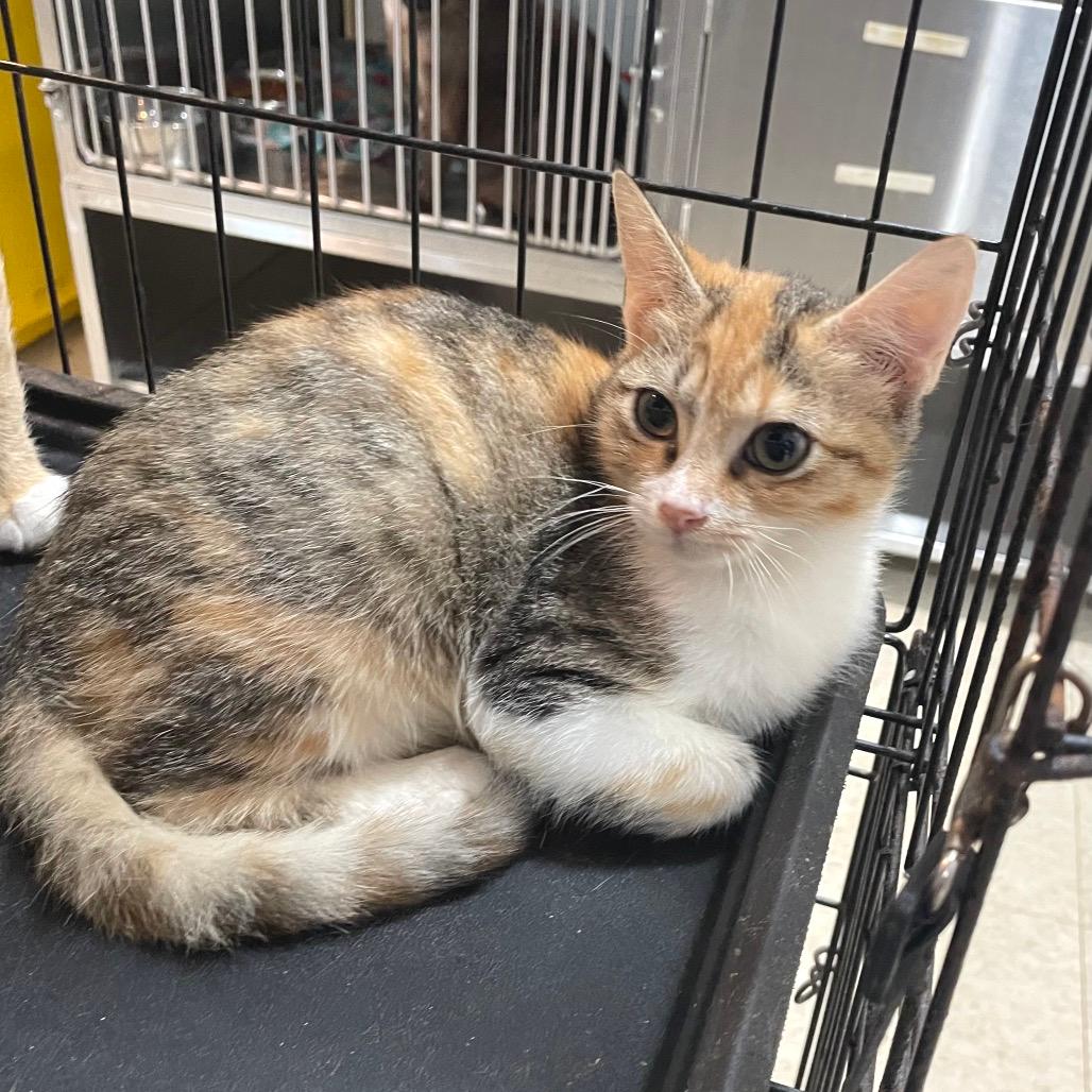 Jenny from the Block