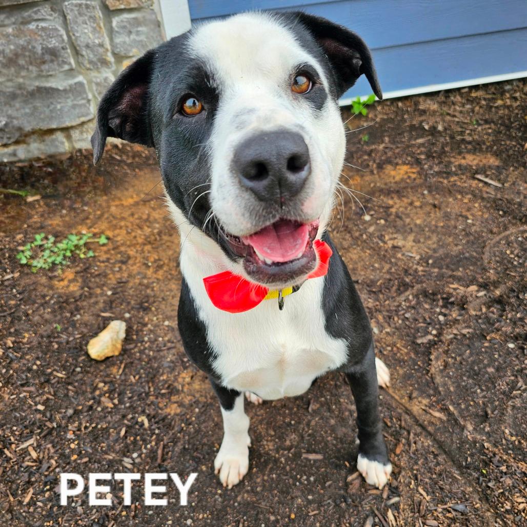 Petey