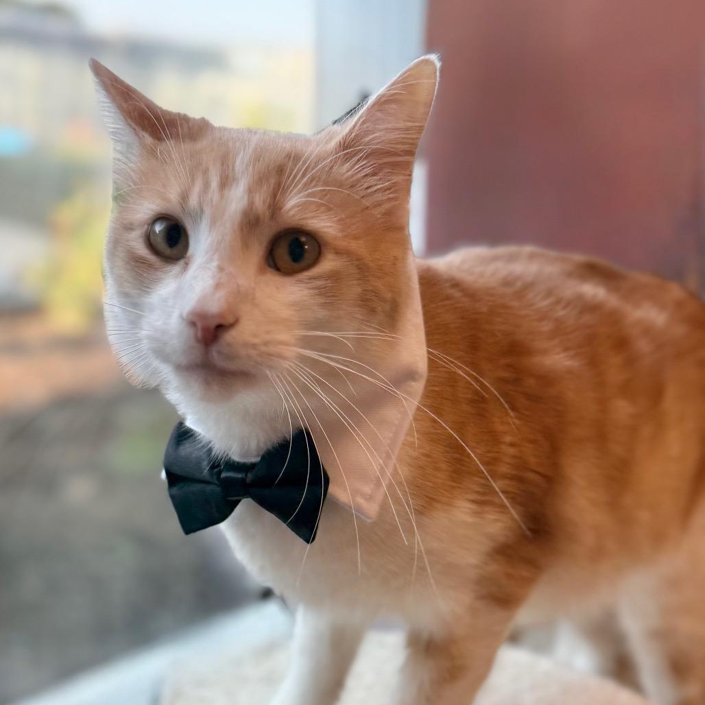 TJ
