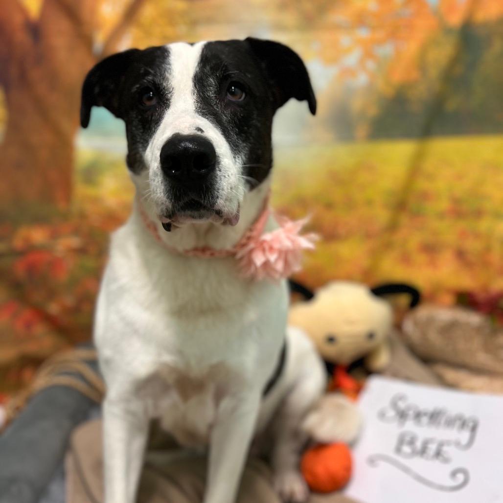Daisy