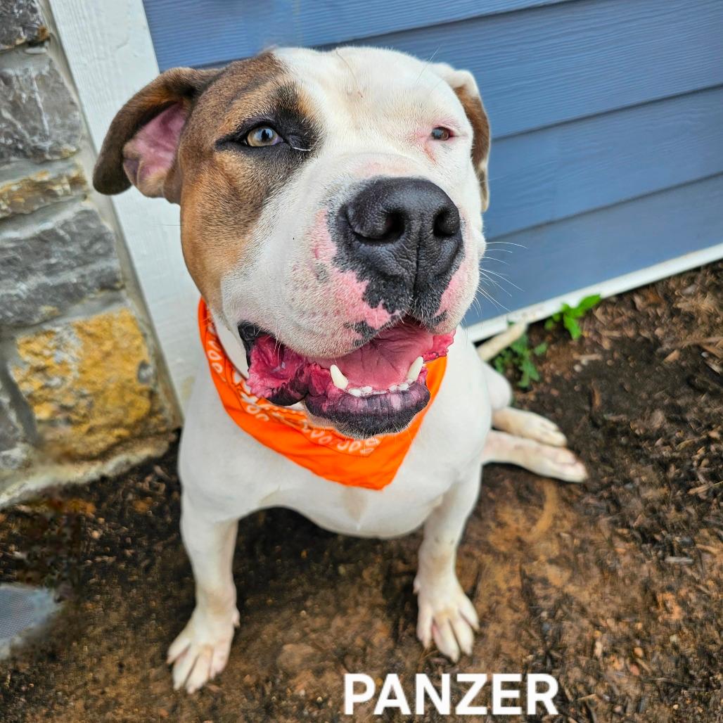 Panzer