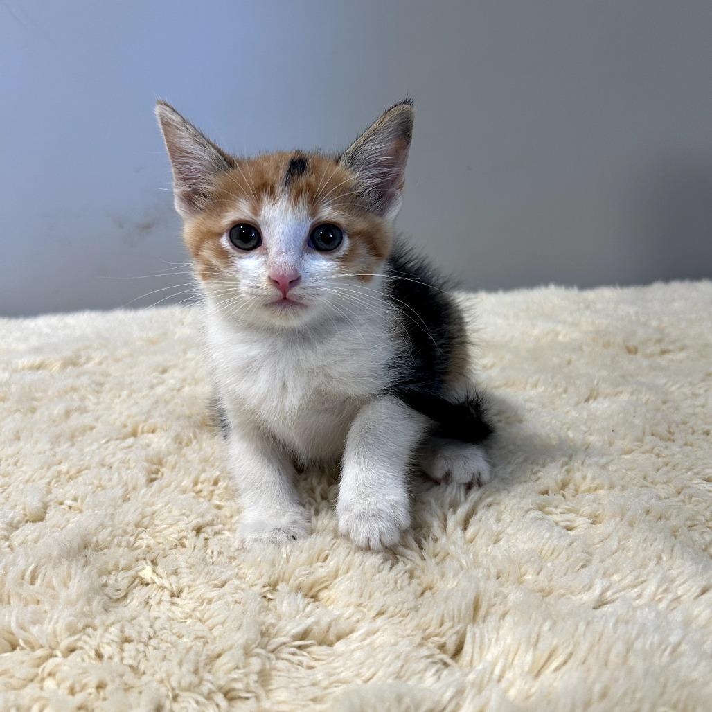 Pepper (Olivia)