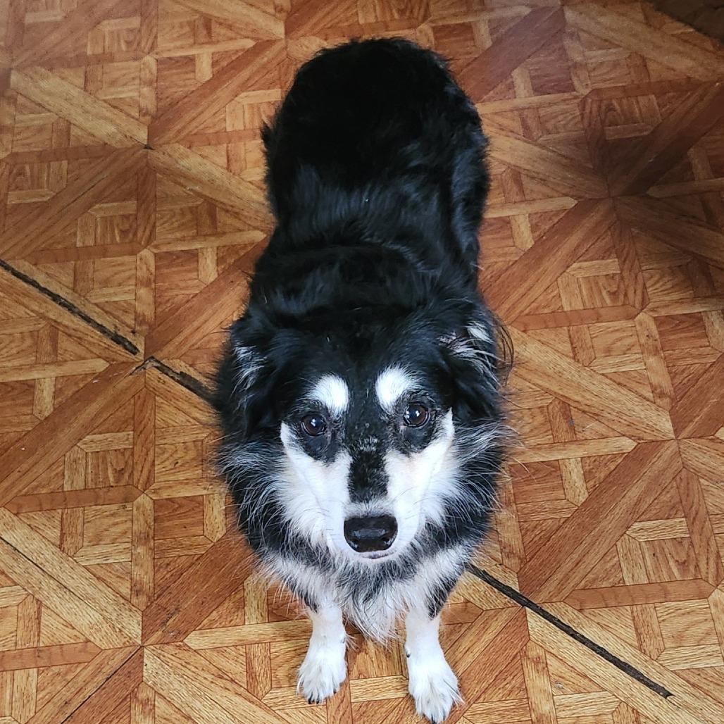 Stella