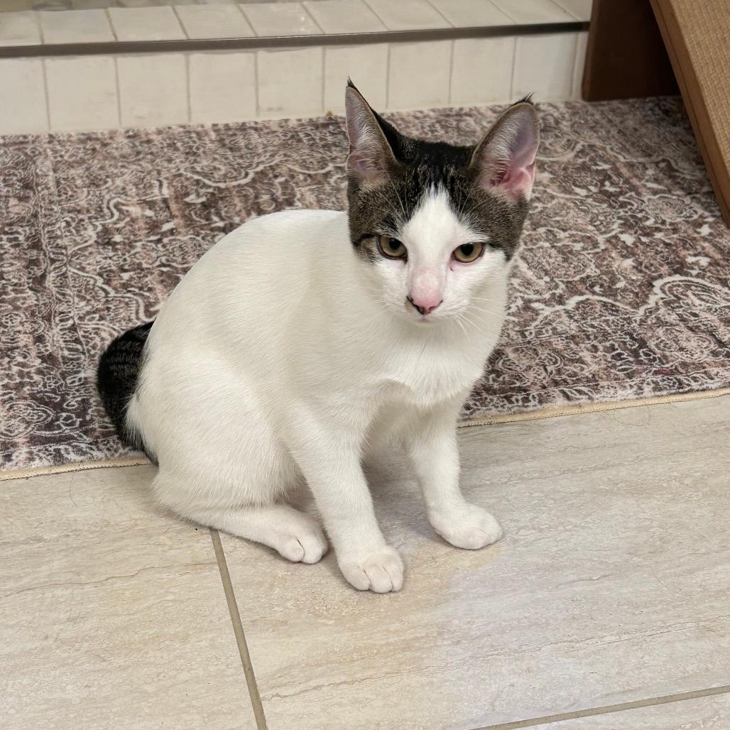 Kitty (Kit)