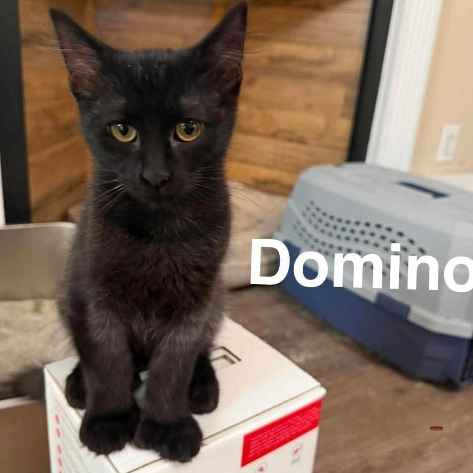 Domino