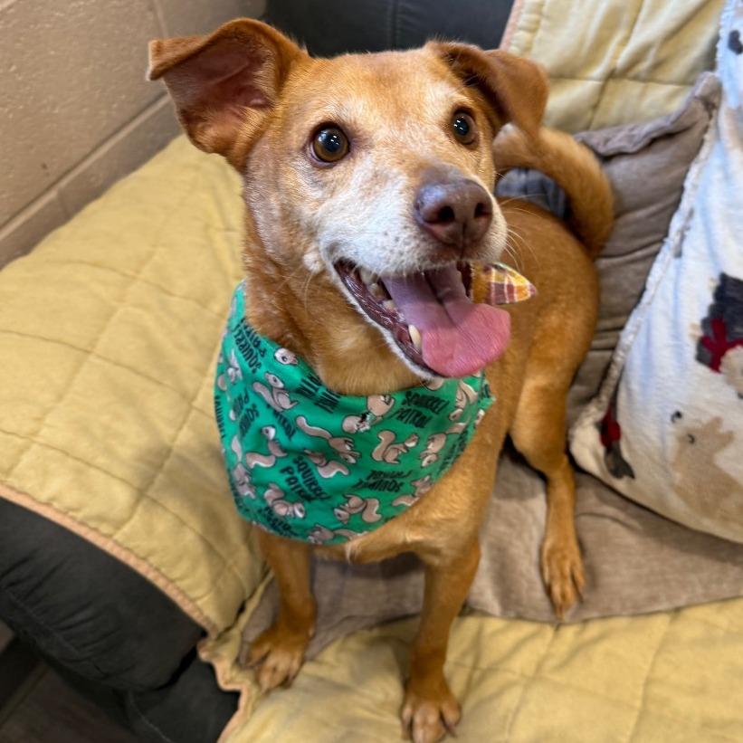 Toby