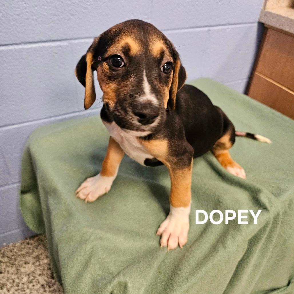 Dopey