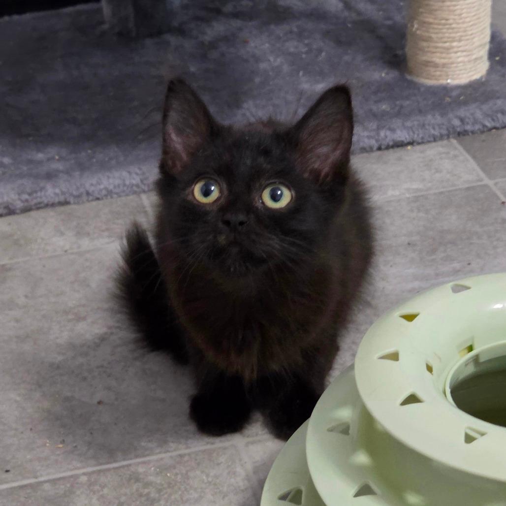 Smudge